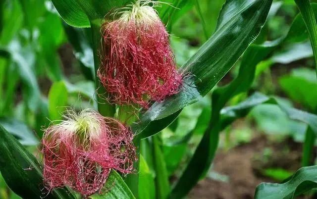 查出甲状腺结节,能吃“发物”吗?提醒:4类食物,趁早撤离饭桌