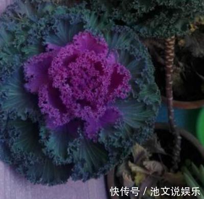 花朵|犯愁养花还是种菜别选了，种植8种蔬菜盆栽看着五颜六色