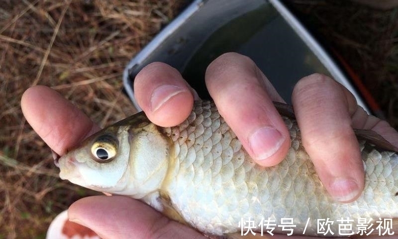 大草鱼|草鱼独特新钓法，很多人没试过，上鱼太快，钓1次就忘不了