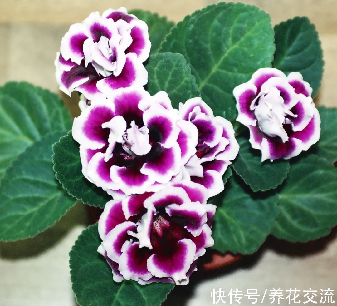 室内|15种可以在窗台上开花灿烂的室内盆栽,有散射光就能正常开花