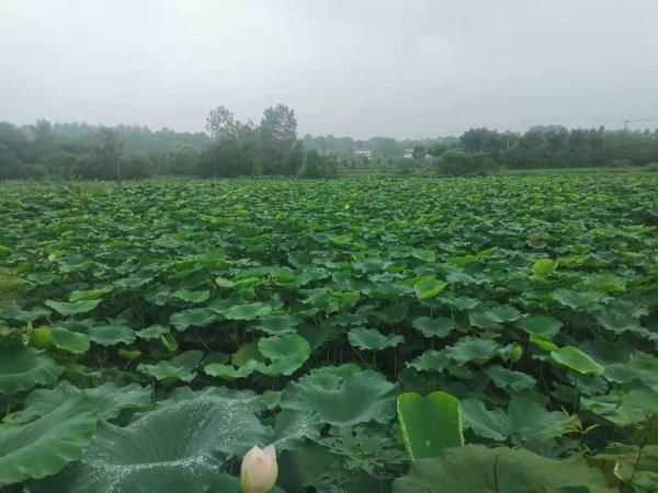 伍小梅|头天晚上留言，第二天问题就解决了！给力