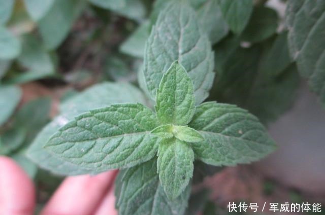 薄荷养死两盆后,才明白的道理!薄荷养死两盆后,才明白的道理!