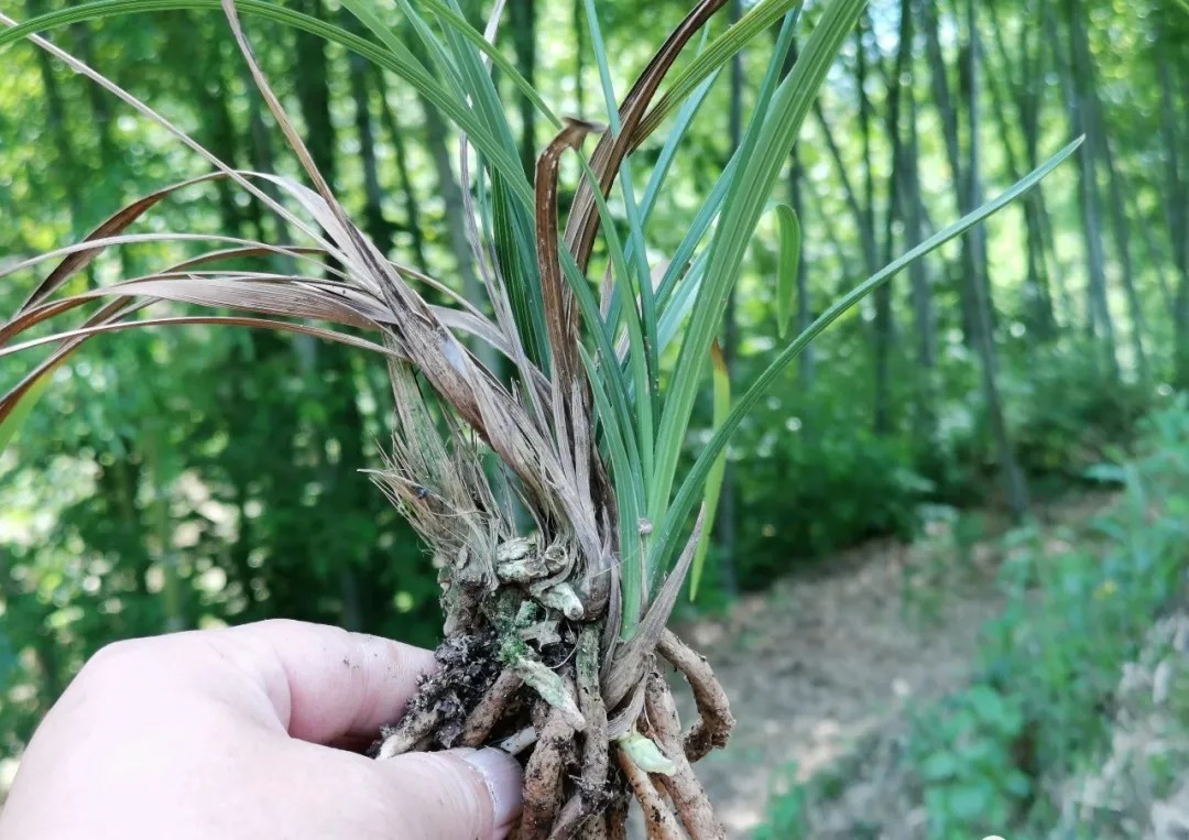 芦头|兰花易得茎腐病，和植料粗细有关？兰友：真正的原因只有3条