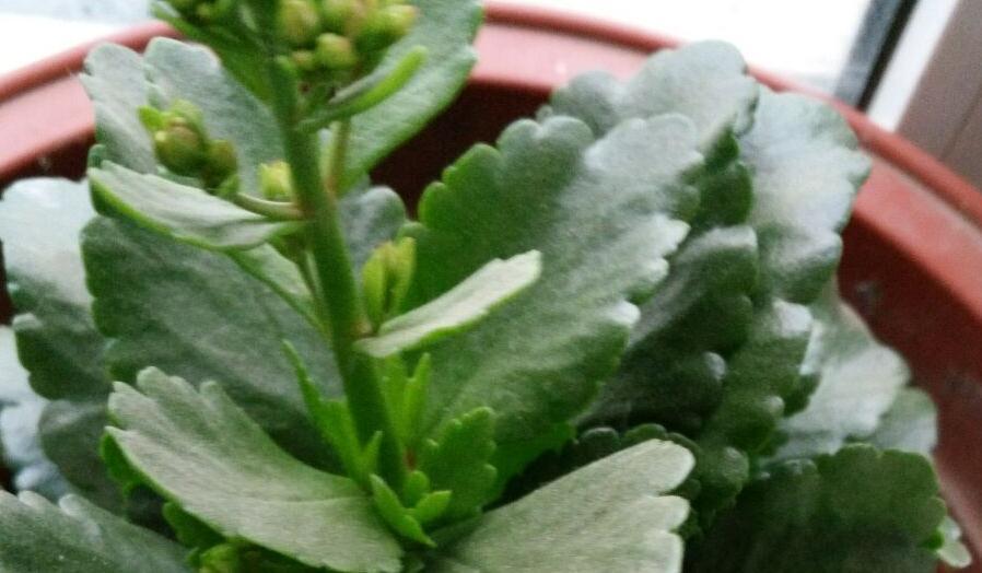 阳台上|无意间碰掉一片长寿花叶子,把它插到花盆里,没过多久居然爆盆了