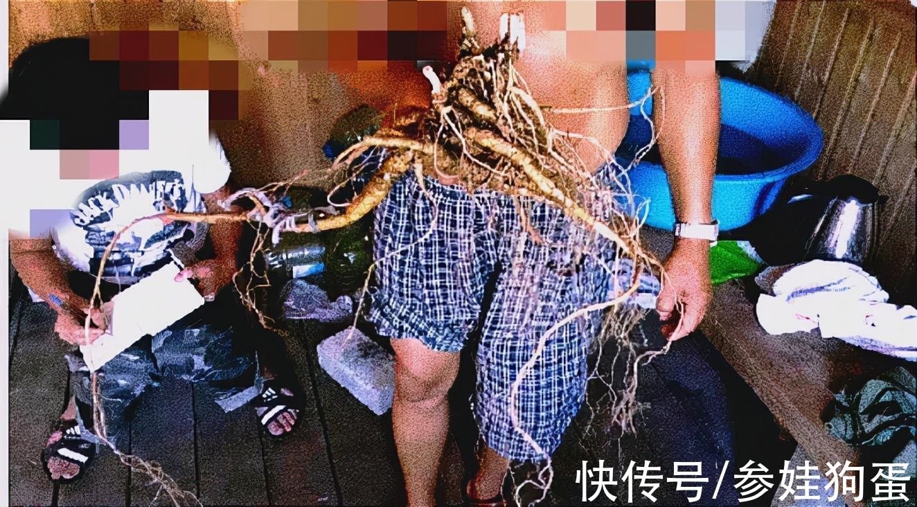 野生人参纯度鉴别