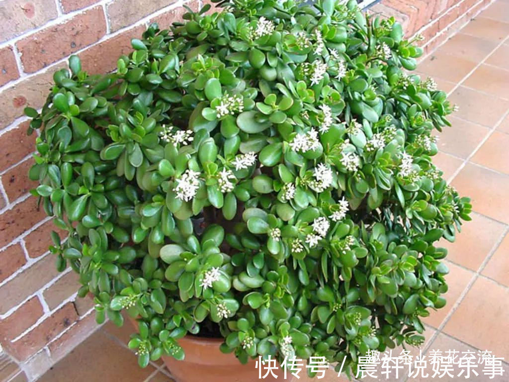 勤养鱼,懒养花,10种要粗养才长得好的室内盆栽