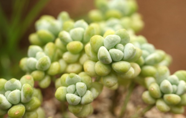 多肉天使之泪不好养教你3个妙招,轻松爆盆,叶片晶莹剔透!