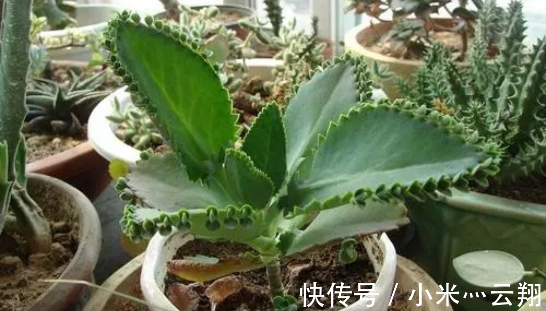 7种“养不死的花”,耐干旱皮实好养,适合新手养