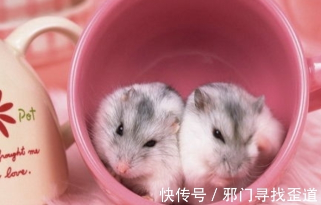 生肖|生肖鼠精神抖擞神采奕奕,虎年遇到天赐良缘,牵手真命天子