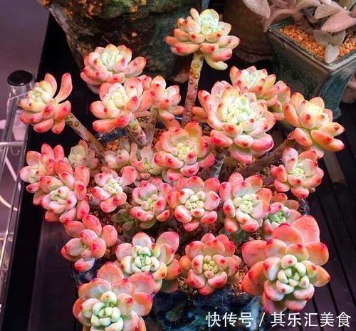 多肉植物|3种多肉植物,叶片有香味,遇水易疯长,养成小老桩!