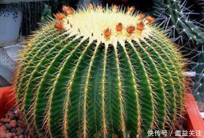 仙人球|养花试试这几款,开花时清香四溢,气味似兰花,味极香