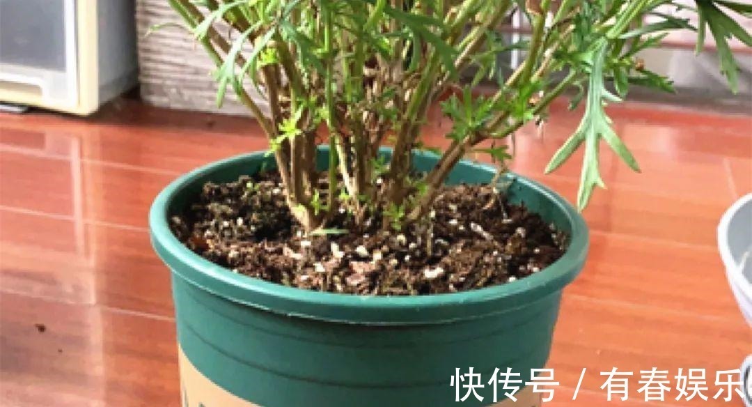 玛格丽特|现在养花要重剪,剃光头,撸光叶,越狠越爆盆