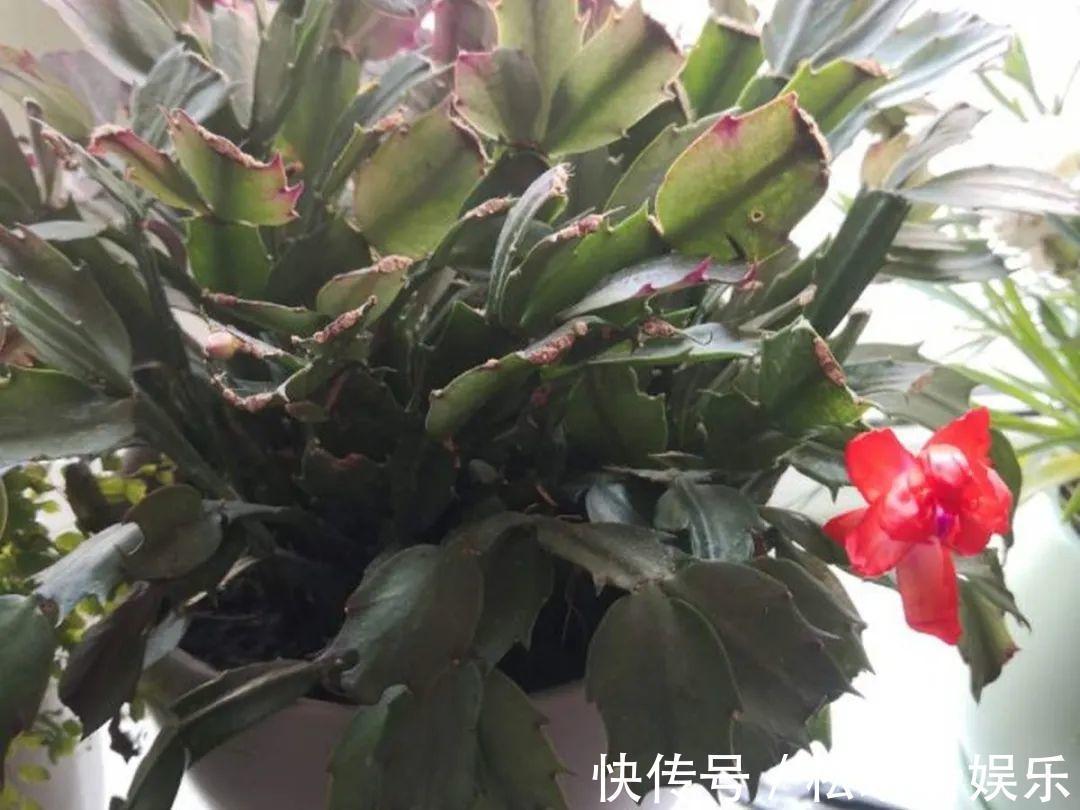 休眠|家里有这7种花,少浇水、不能晒,天热要休眠!