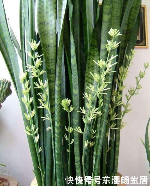 养虎皮兰时,盆里加2种东西,30天钻出钢芽,侧芽嗖嗖