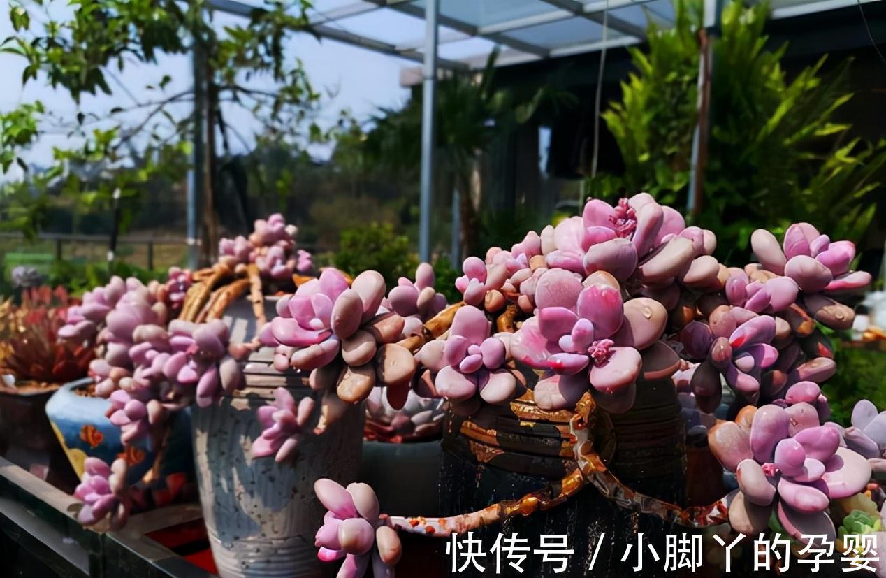 分享容易养成“老桩”的4种普货，初冬的肉肉又美又有韵味，爱了