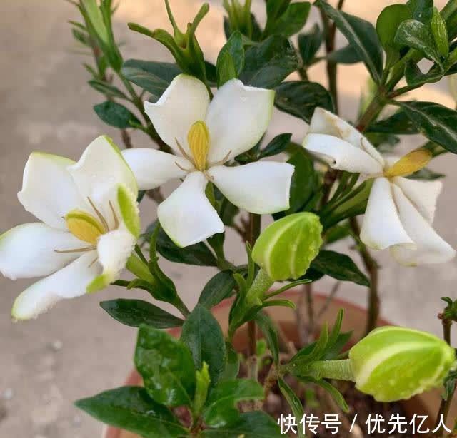 浇水|家养栀子花,每个月用两次绿色粉末,香飘满屋,花开六月底
