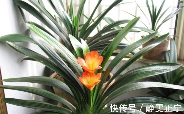 王大姐|王大姐养君子兰,“插”个叶到土里,一盆成10盆,每盆开花都美爆