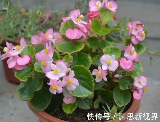 超哥|养海棠,这“3种”就得室内养,花苞绕枝上百朵,开成“大花帘”