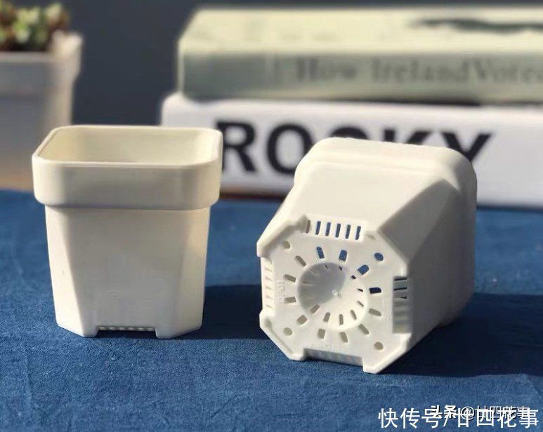 新手养多肉，这事很关键，掌握好事半功倍，但容易被忽略