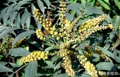 土黄连|这种植物叶形奇特有八个角,果实似葡萄,却是治肺结核的良药!