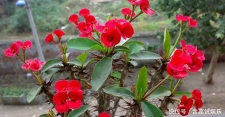 老花农都喜欢的5种花,号称“开花机器”,养几盆四季有花赏!