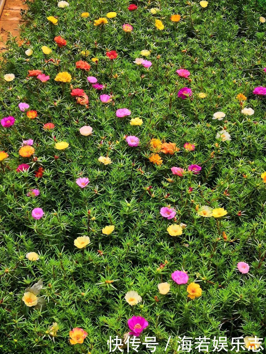 珠子|家里养了这花,小孩最喜欢,好看好玩太值了!