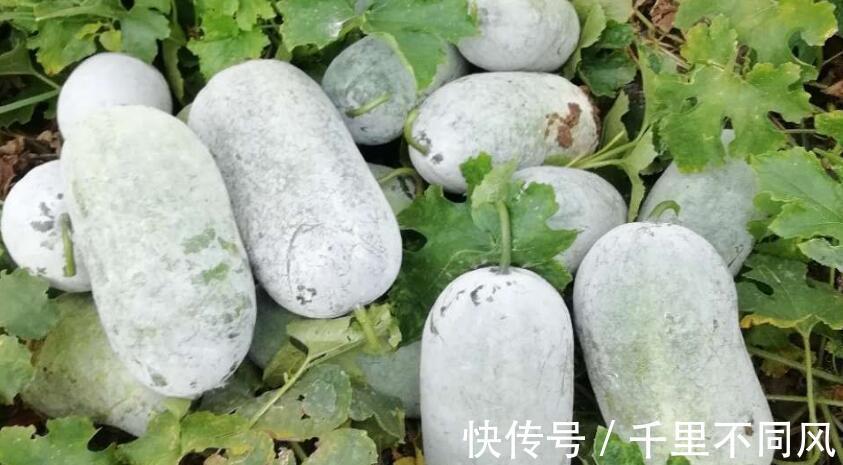 银耳梨汤|立秋后,5种蔬菜要常吃,既便宜又能消暑秋燥,营养也很丰富