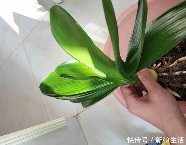 养君子兰浇水“别多手”，少做个动作，不烂叶、不烂根，花苞直冒