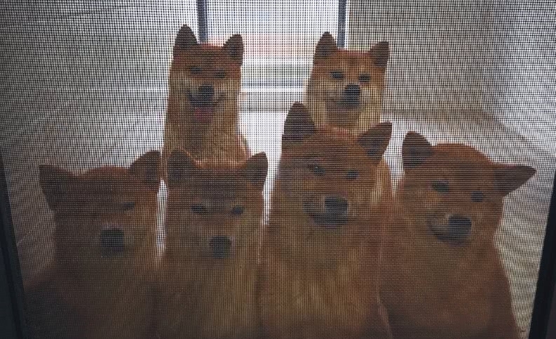 何炅|《向往的生活》路透,何炅黄磊彭昱畅进村,四位“新成员”引瞩目