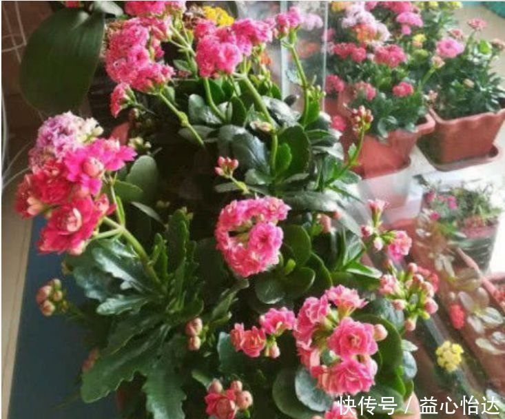 四季|阳台就养这几款花卉,比玫瑰还漂亮,四季开花,香气四溢,美