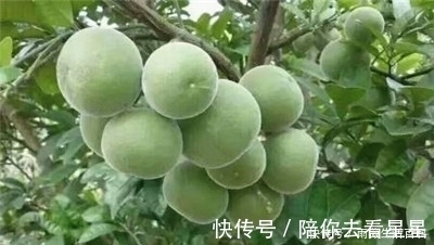 化橘红|它的果皮晒干后是一种药材,叫做化橘红,中医管它叫“南方人参”