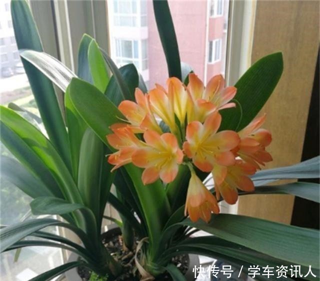 君子兰|君子兰不开花,原来是“这”惹的祸!赶紧纠正,很快就有花可赏!