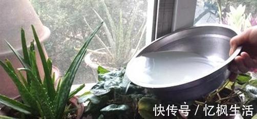 肥料|养花自制肥料小技巧淘米水里加啥营养好