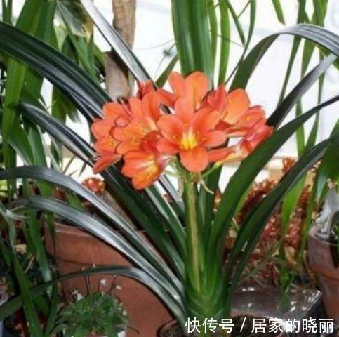 简单|4种花深受花友的喜欢,开花爆盆很简单,快快养起来!