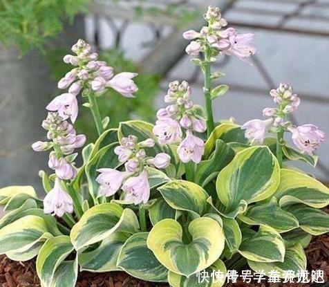 晒伤|4种花很耐阴,光照弱也能开爆盆,非常值得拥有!