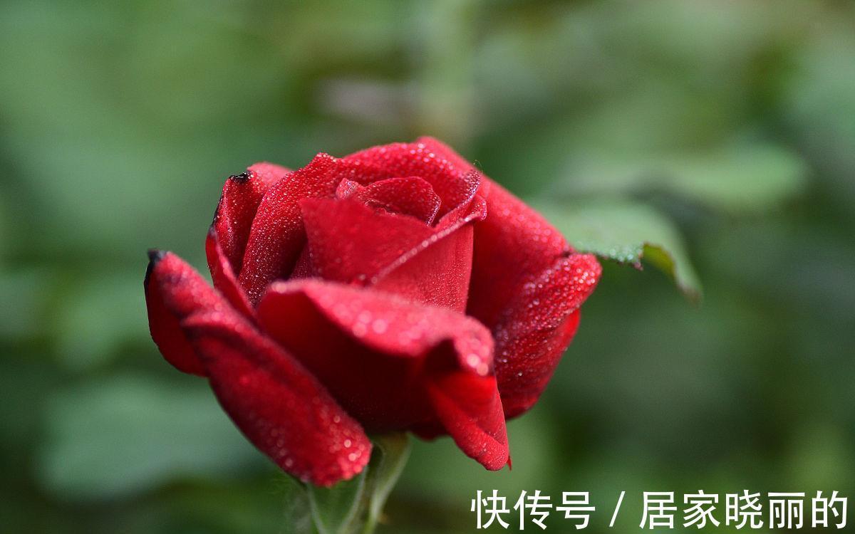侧枝|月季花开完花后,学会几点修剪方法,又会开花多又艳
