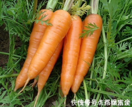 胡萝卜|提个醒吃胡萝卜有三大禁忌,却有很多人不清楚,别犯错误了