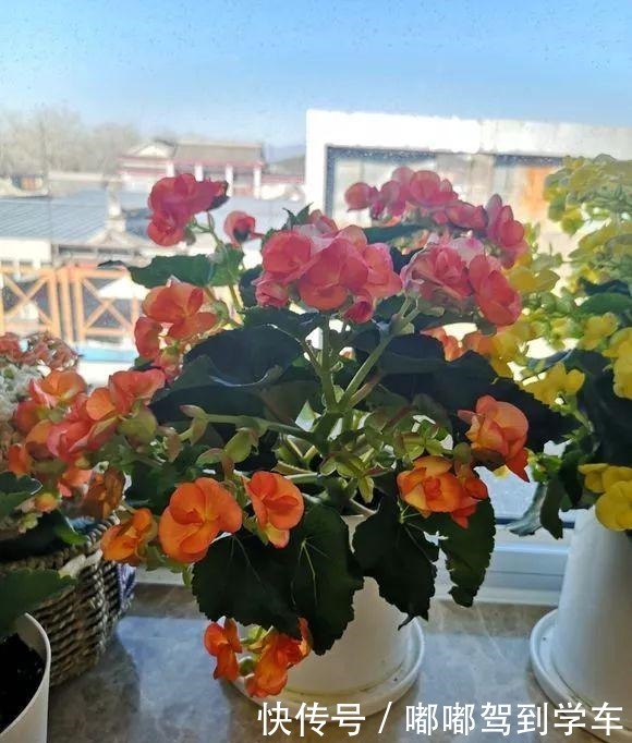 公认“最难养”的3种花,养一盆死一盆,看看你家有没有!