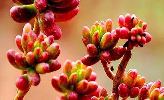 多肉虹之玉养护“3妙招”，绿似翡翠，红如玛瑙，有光泽