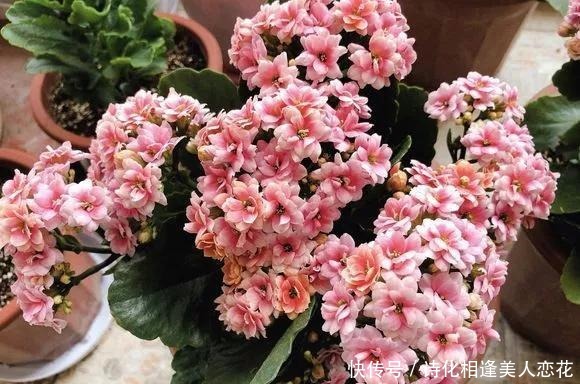 李奶奶太会过,养花从来不花钱,“破破烂烂”都养花,后悔扔太多