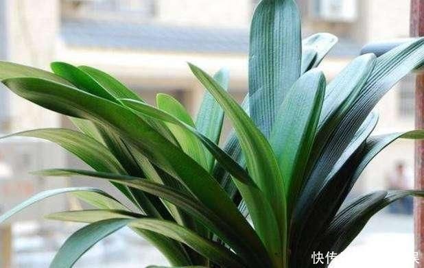 6月开始,养君子兰就怕做错“4件事”,黄叶烂根多、难开花