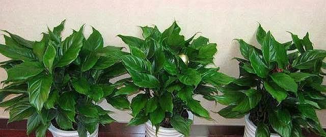 浓度|使用硫酸亚铁,“靠谱”方法教给你,植物不黄叶,北方花友都喜欢