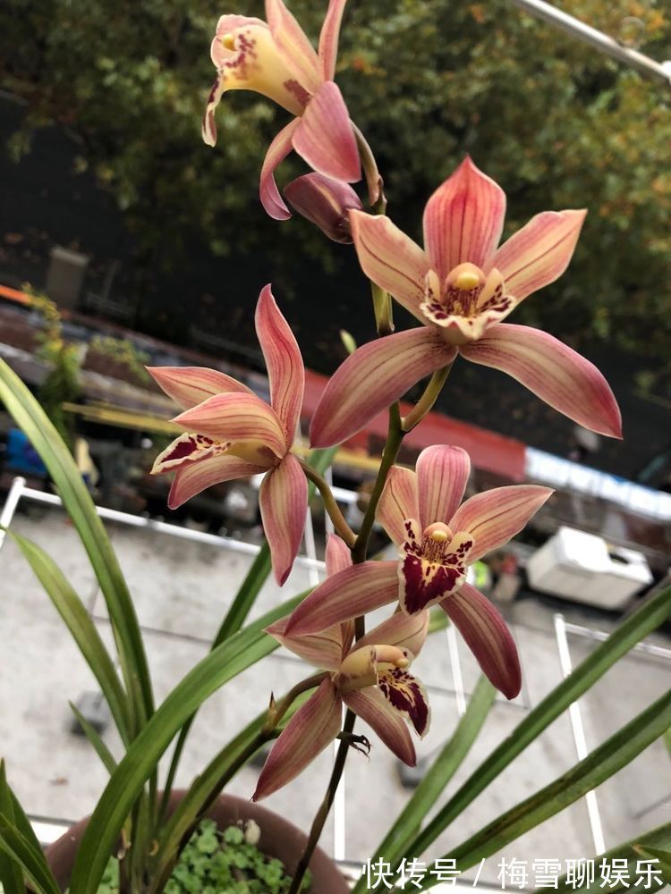 喜欢菊花,不如养盆“稀有玫瑰”假日公主,花开金灿灿,活力四射