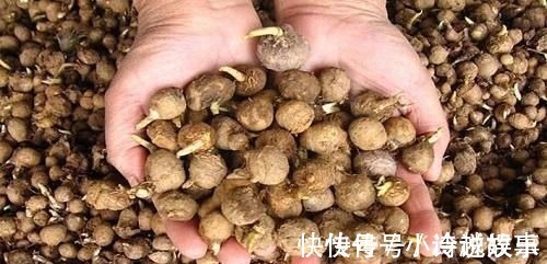 生物酶|这野草，农村常见，一斤却卖到了几百元，若再遇见，请重视