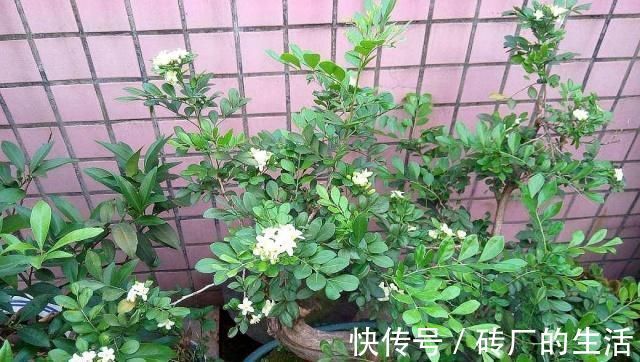 喜阳植物|养九里香、栀子花，摆在这“3处”，黄叶掉花苞，养一盆死一盆