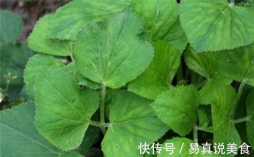 维生素e|女性想要皮肤好,常吃3种食物,排毒润肤,延缓衰老,肌肤能水嫩