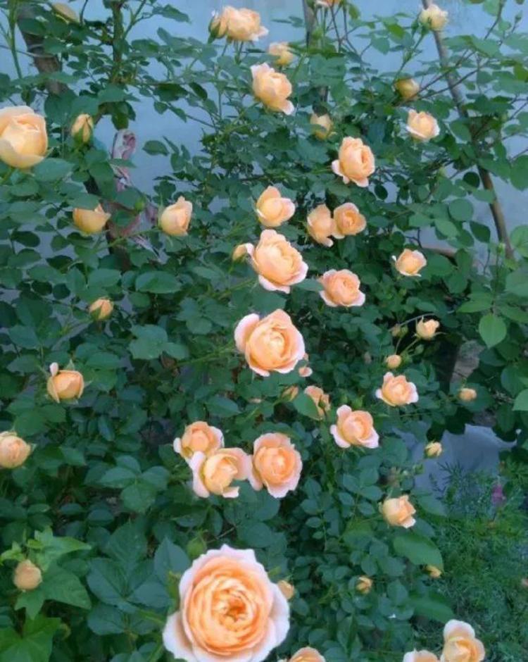 月季要死掉了怎么办,用这些方法可以挽救