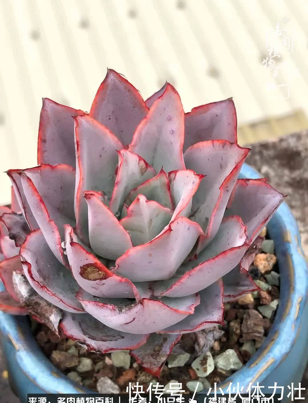 多肉,似星辰大海般的璀璨!