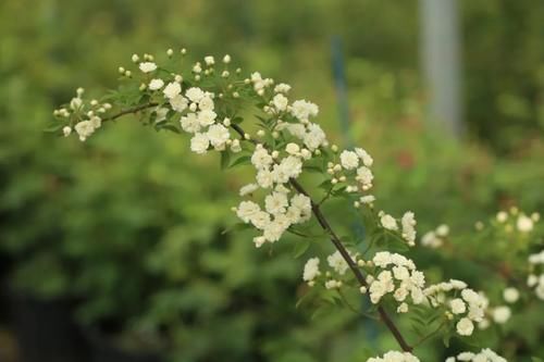 看完文章才知道,中国月季不止今天的美丽,还有辉煌的曾经