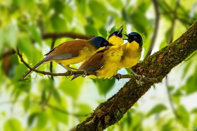 七律$晓东作品,七律·窗外的樟树